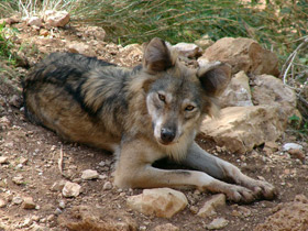 Аравийский волк