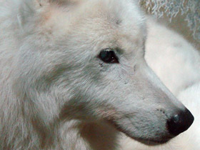 Фото Полярный волк