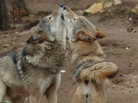 Фото Волки: питание, общение и размножение животных