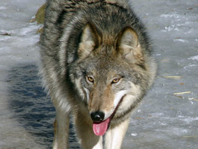 Фото Повадки волка рядом с человеком