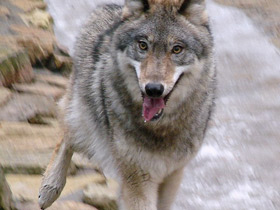 Фото Среднерусские лесные и степные волки