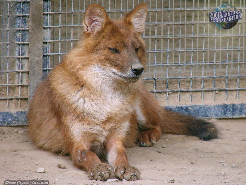 Красный волк - Псовые | Некоммерческий учебно-познавательный  интернет-портал Зоогалактика