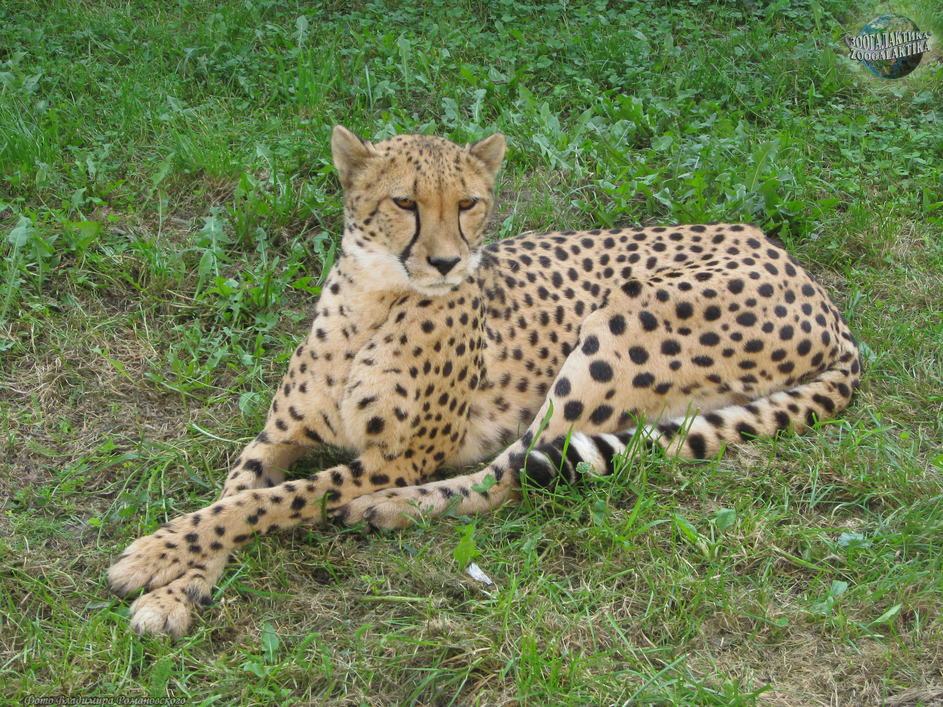 Гепард - Кошачьи | Некоммерческий учебно-познавательный интернет-портал  Зоогалактика