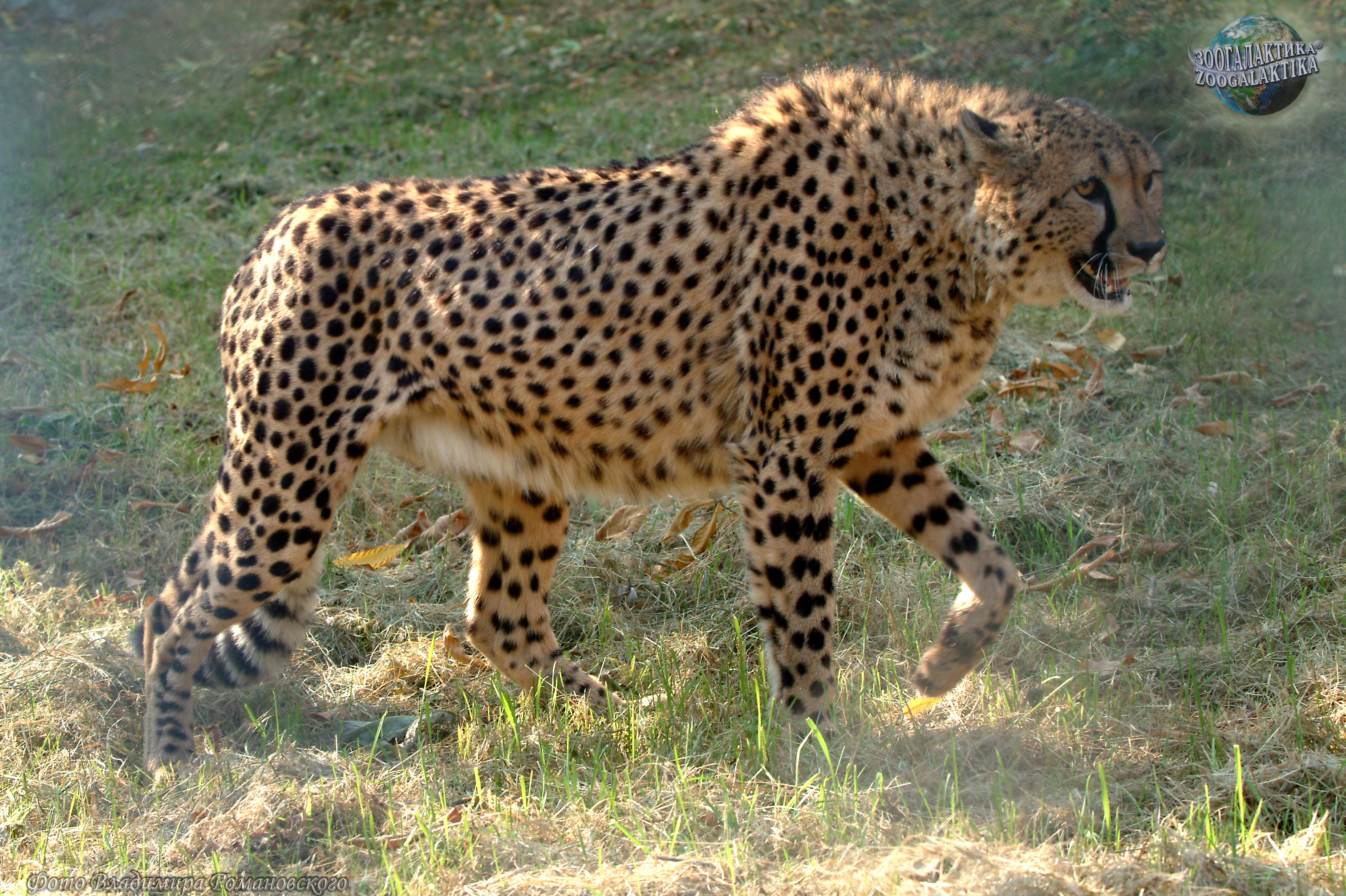 Гепард – самый быстрый хищник - Самые-самые животные | Некоммерческий  учебно-познавательный интернет-портал Зоогалактика