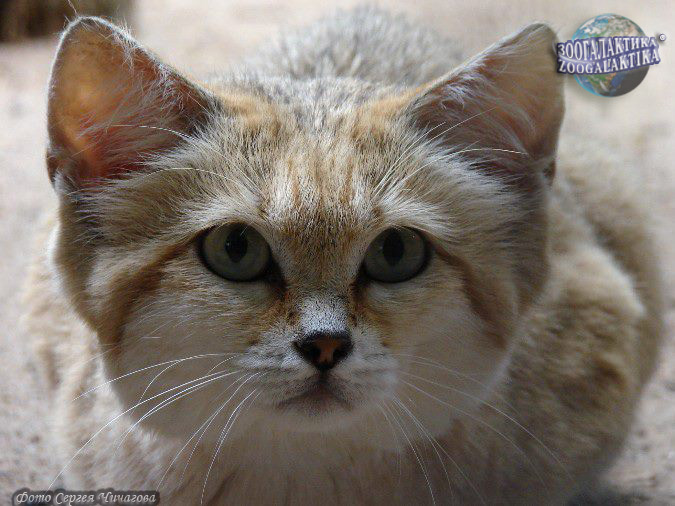 Барханный Кот Фото