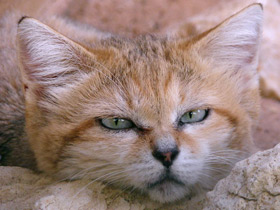 Фото Барханный кот
