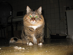 Фото Домашняя кошка