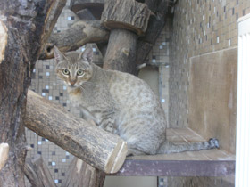Фото Лесной кот