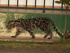 Фото Борнейский дымчатый леопард