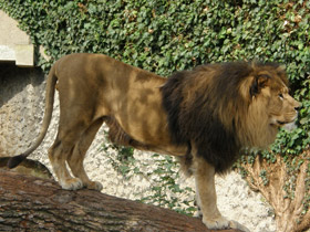 Фото Африканский лев