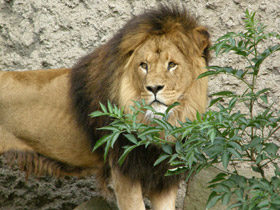 Фото Африканский лев