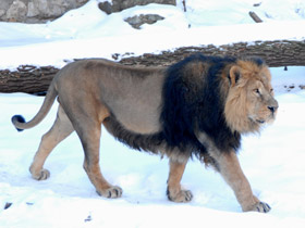 Фото Азиатский лев