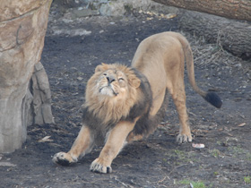 Фото Азиатский лев