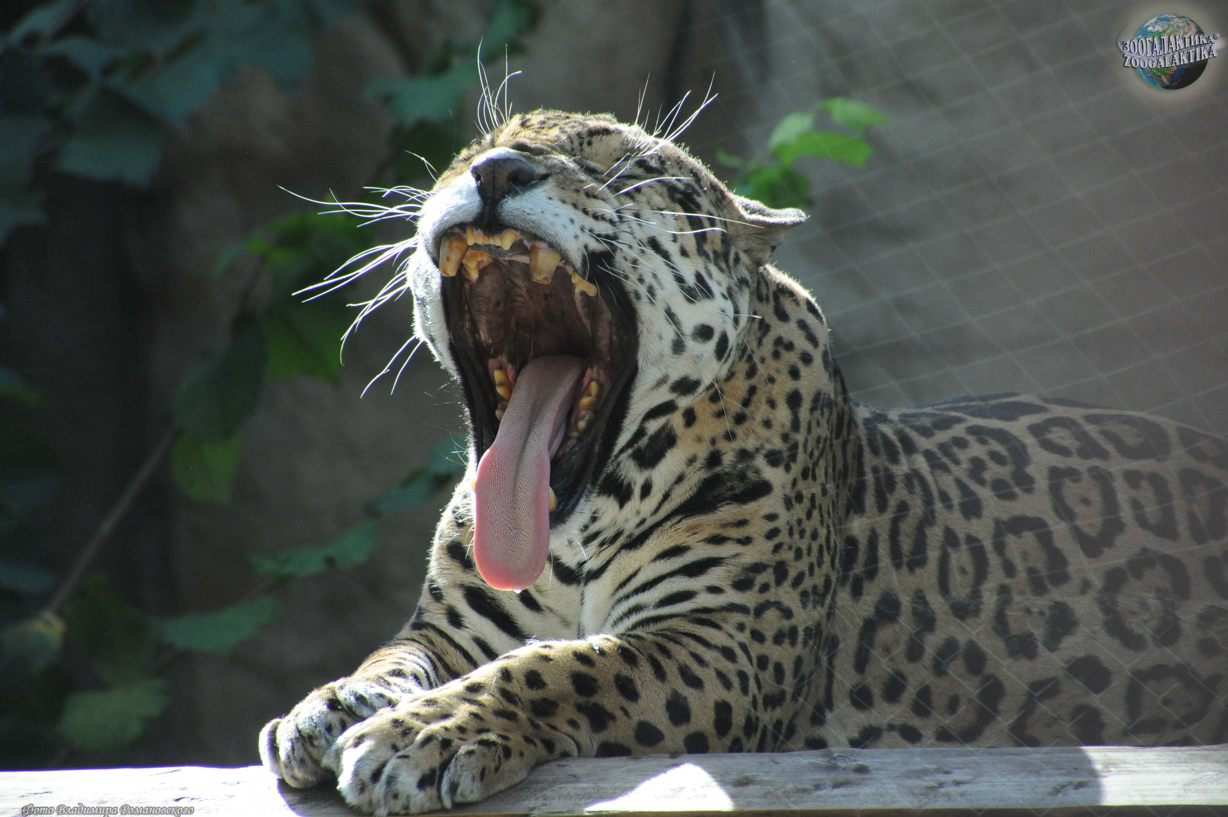 Jolande jaguar