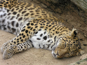 Фото Амурский леопард