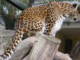 Фото Амурский леопард