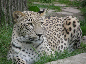 Фото Переднеазиатский леопард