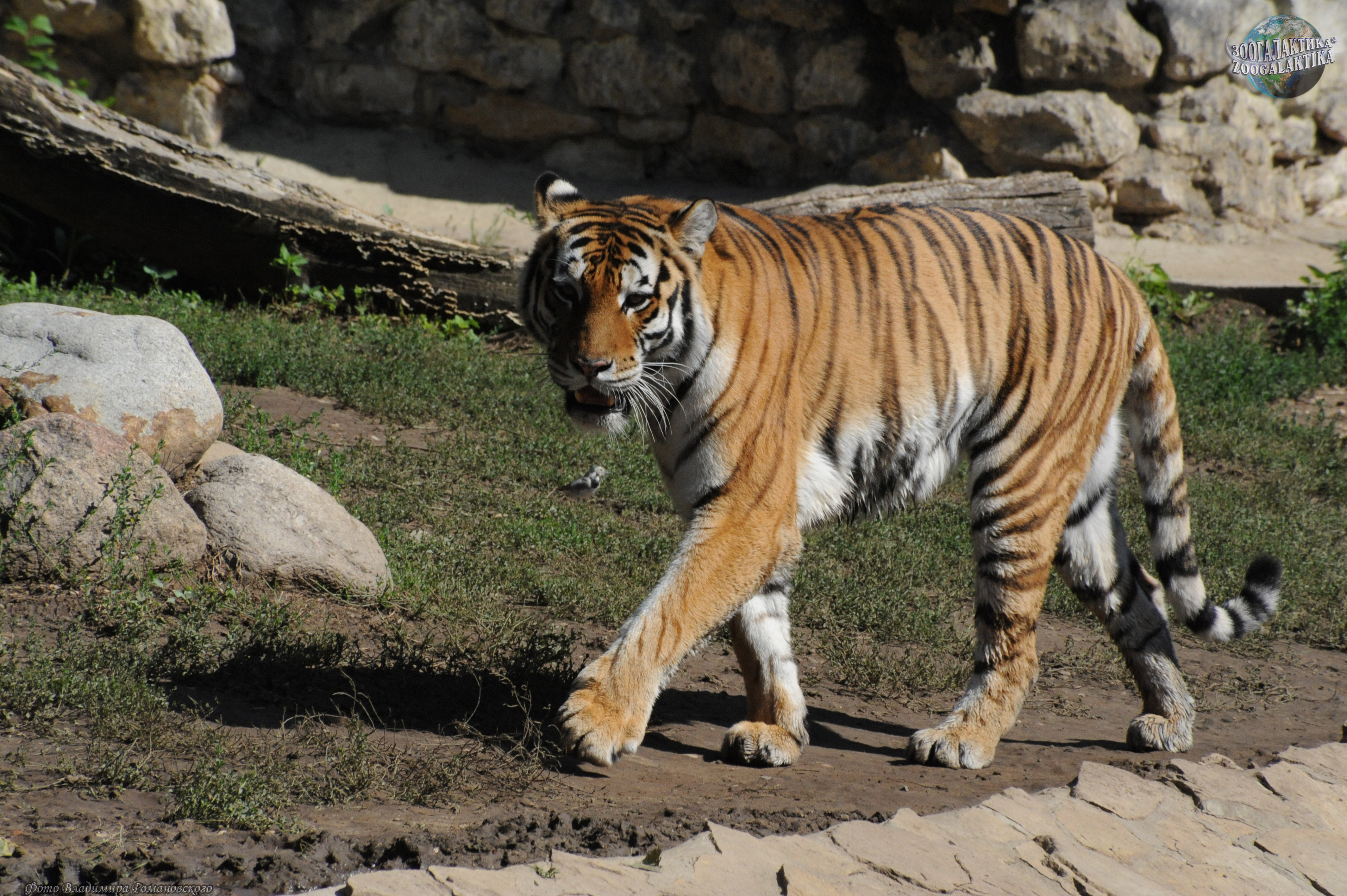 Бенгальский тигр подвид тигра