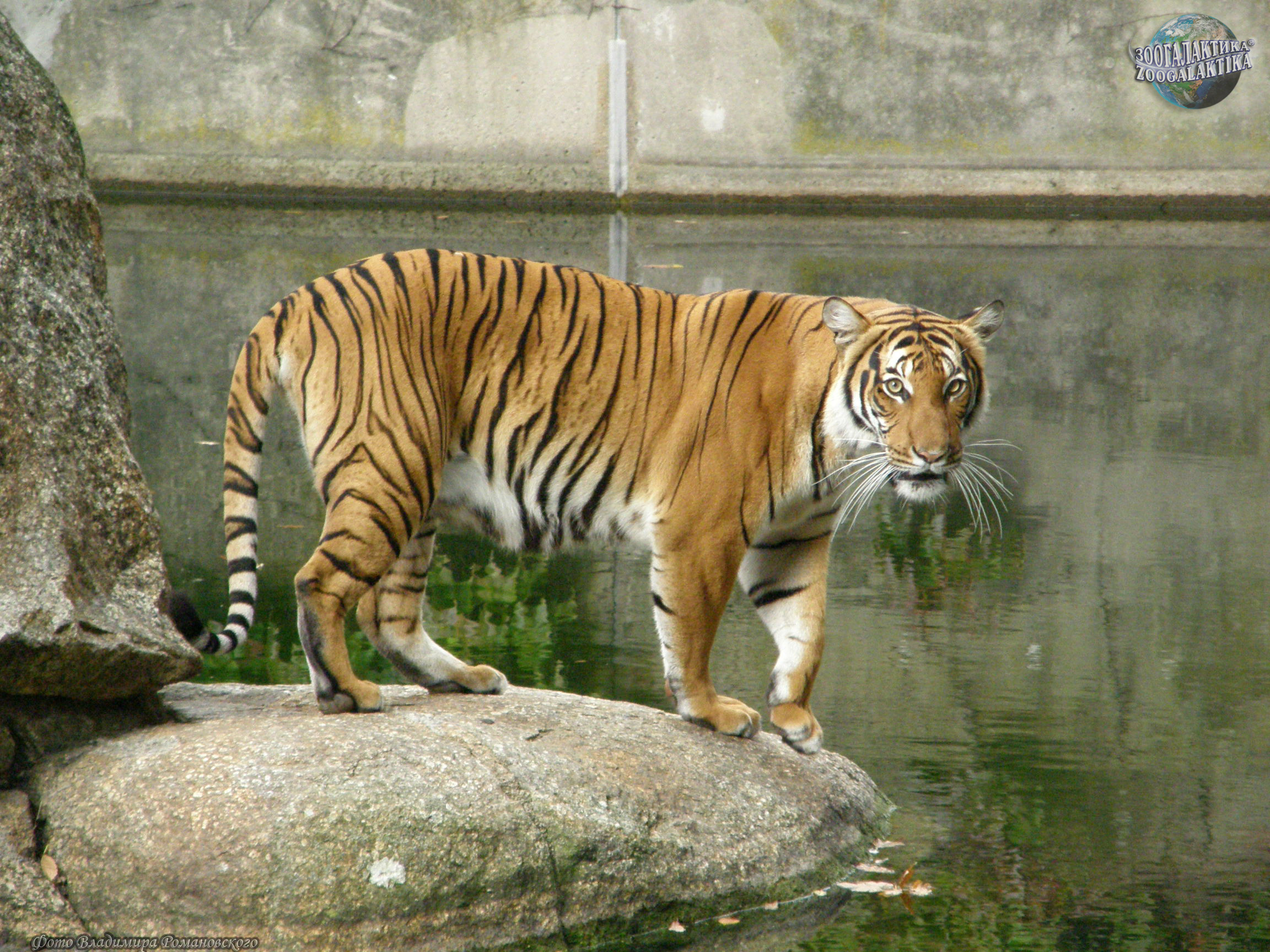 Существует 6 подвидов тигров - Окружающий мир для любознательных |  Некоммерческий учебно-познавательный интернет-портал Зоогалактика
