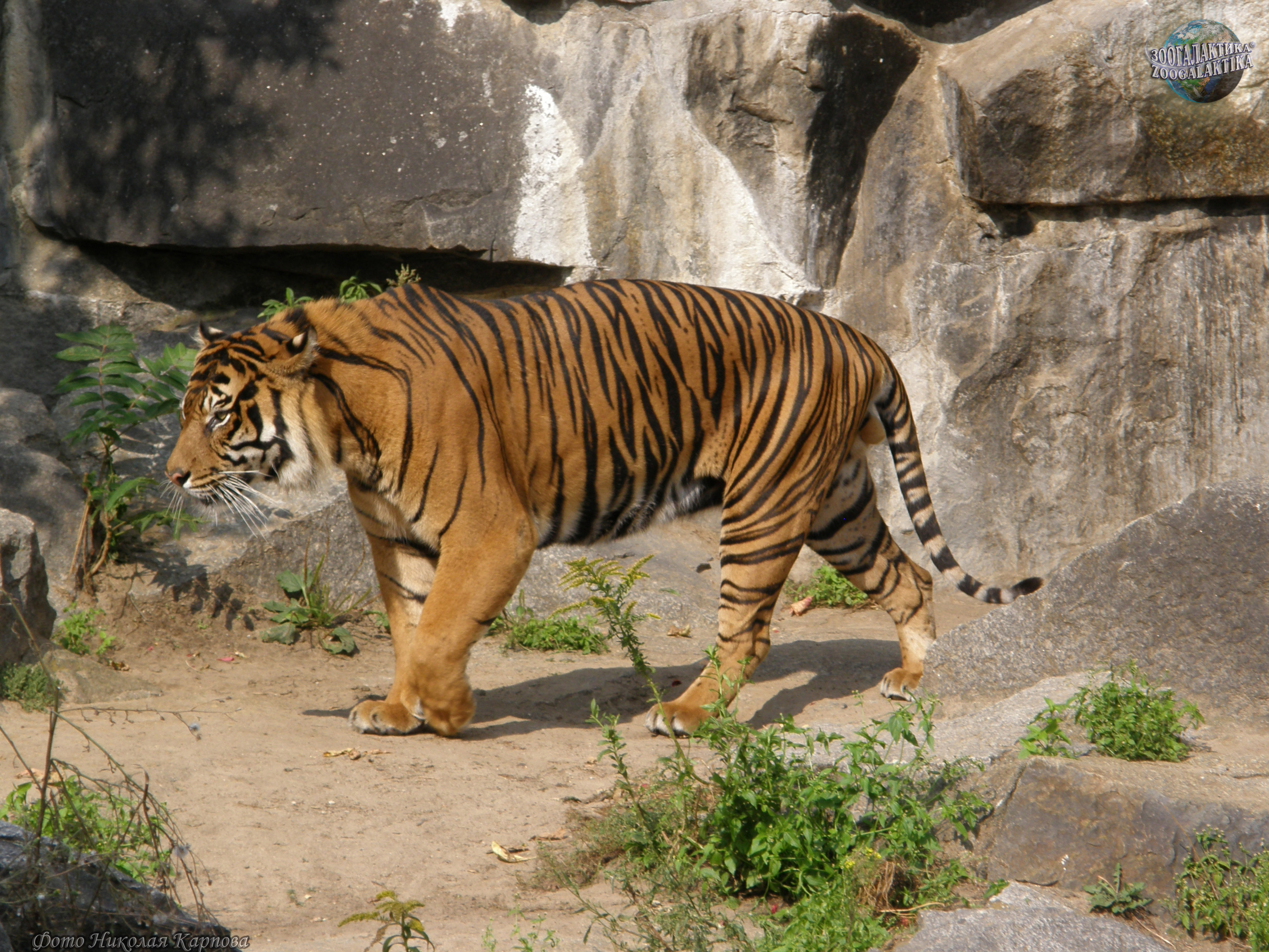 Тайгер видео. Суматранский Тигренок. Туранский тигр. Суматра тигр. Panthera Tigris Tigris.