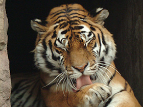 Фото Амурский тигр
