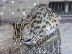 Фото Бенгальская кошка