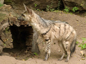 Фото Земляной волк: гроза термитов