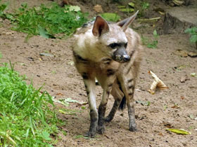 Фото Земляной волк: гроза термитов
