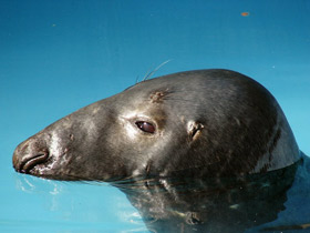 Фото Серый тюлень