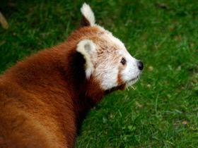 Фото Малая панда: единственная в своем семействе
