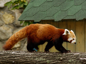 Фото Малая панда: единственная в своем семействе