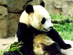 Большая панда (Бамбуковый медведь)