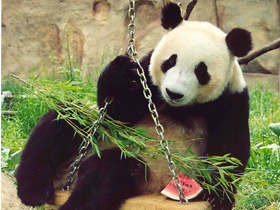 Большая панда (Бамбуковый медведь)
