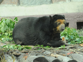 Фото Очковый медведь