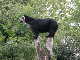 Фото Очковый медведь