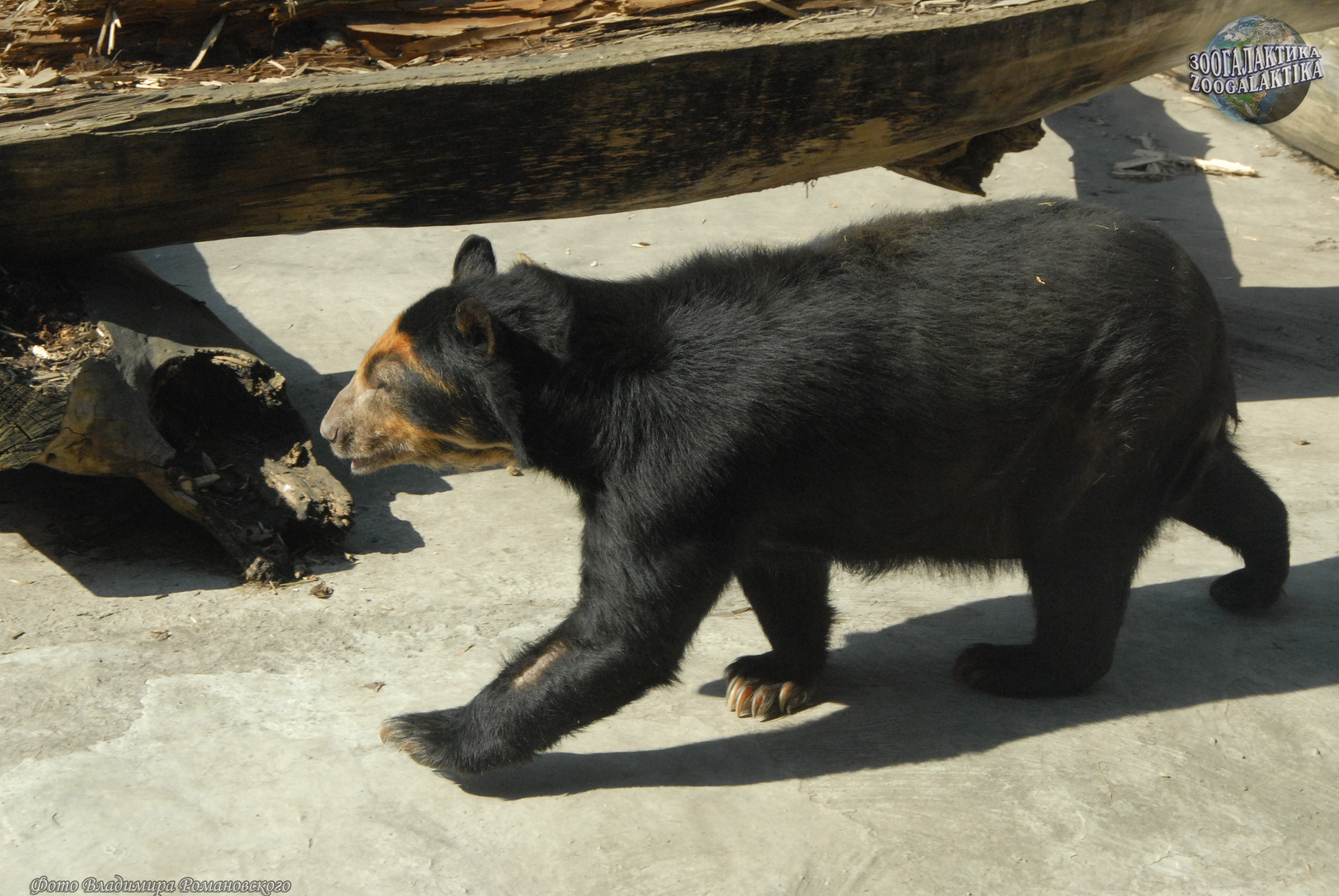 Фото медведь очковый медведь