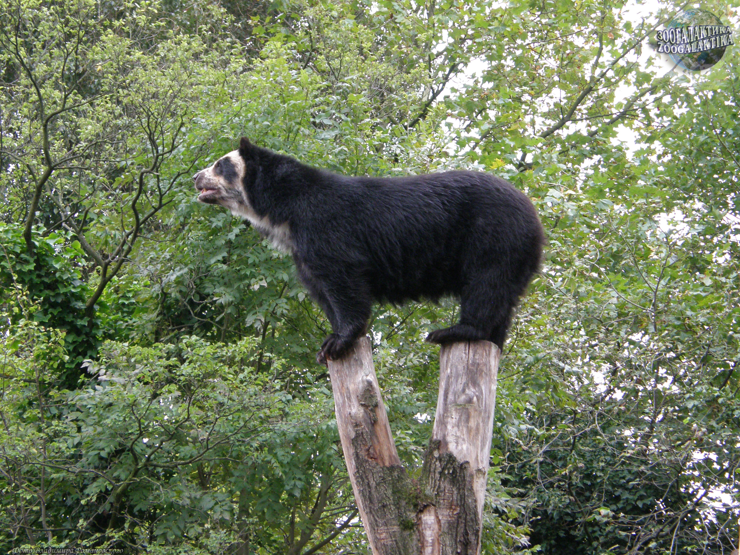 Реликтовый очковый медведь Аргентина