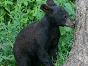 Фото Американский черный медведь