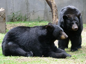 Фото Американский черный медведь