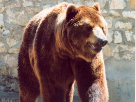 Бурый медведь