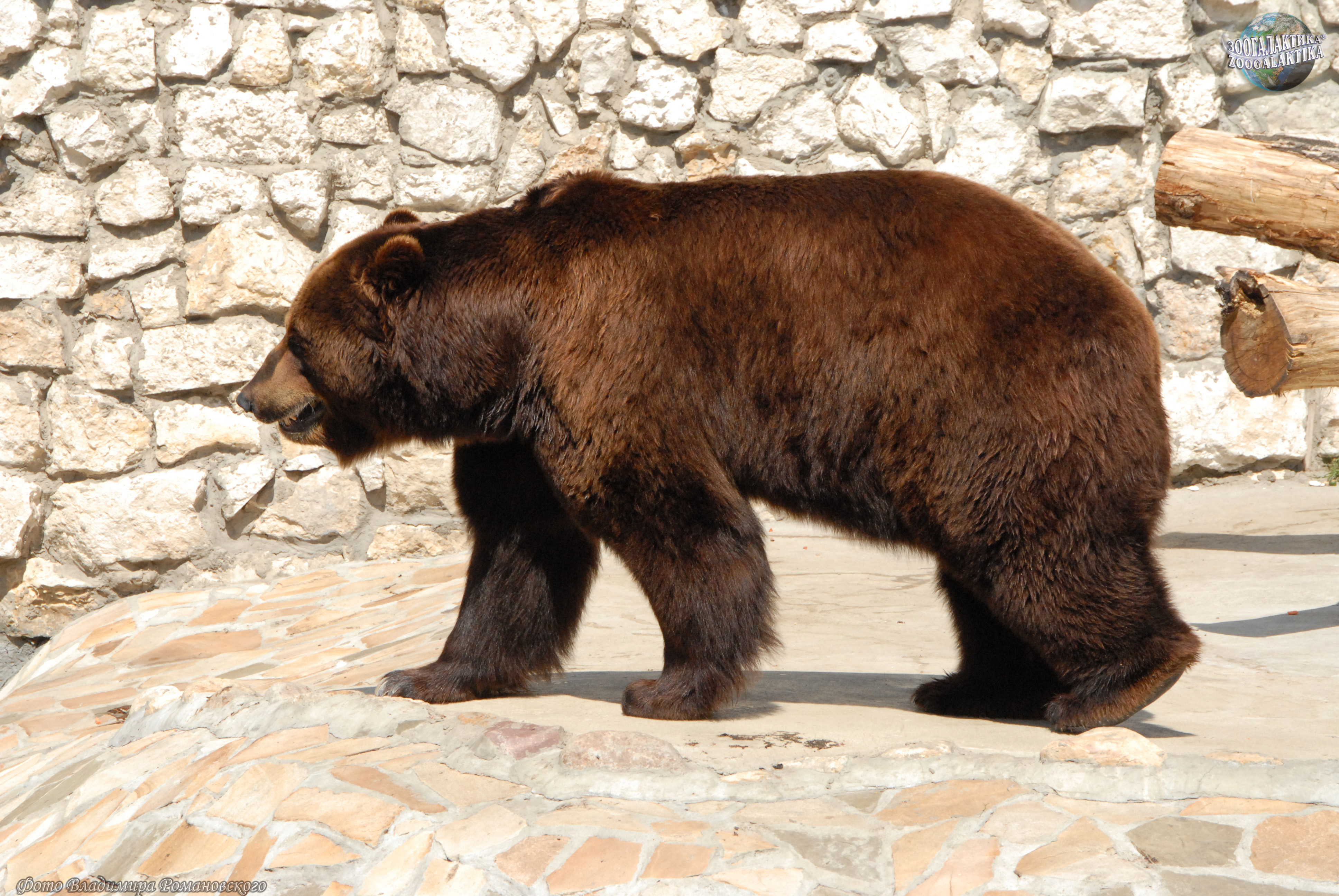 Бурый медведь московского зоопарка. Бурый медведь (Ursus arctos). Московский зоопарк бурый медведь. Бурый медведь сбоку. Тибетский бурый медведь.
