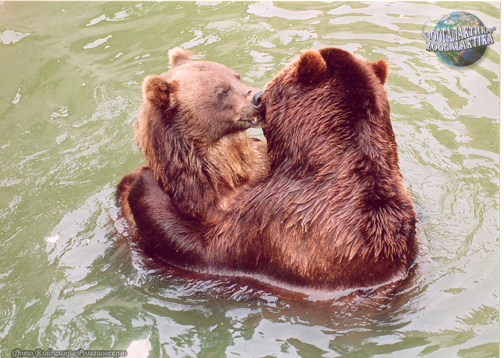 Медведи любовь