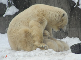Фото Белый медведь