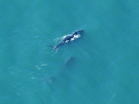Фото Гренландский кит