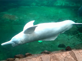 Фото Амазонский дельфин