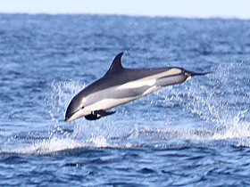 Фото Атлантический белобокий дельфин