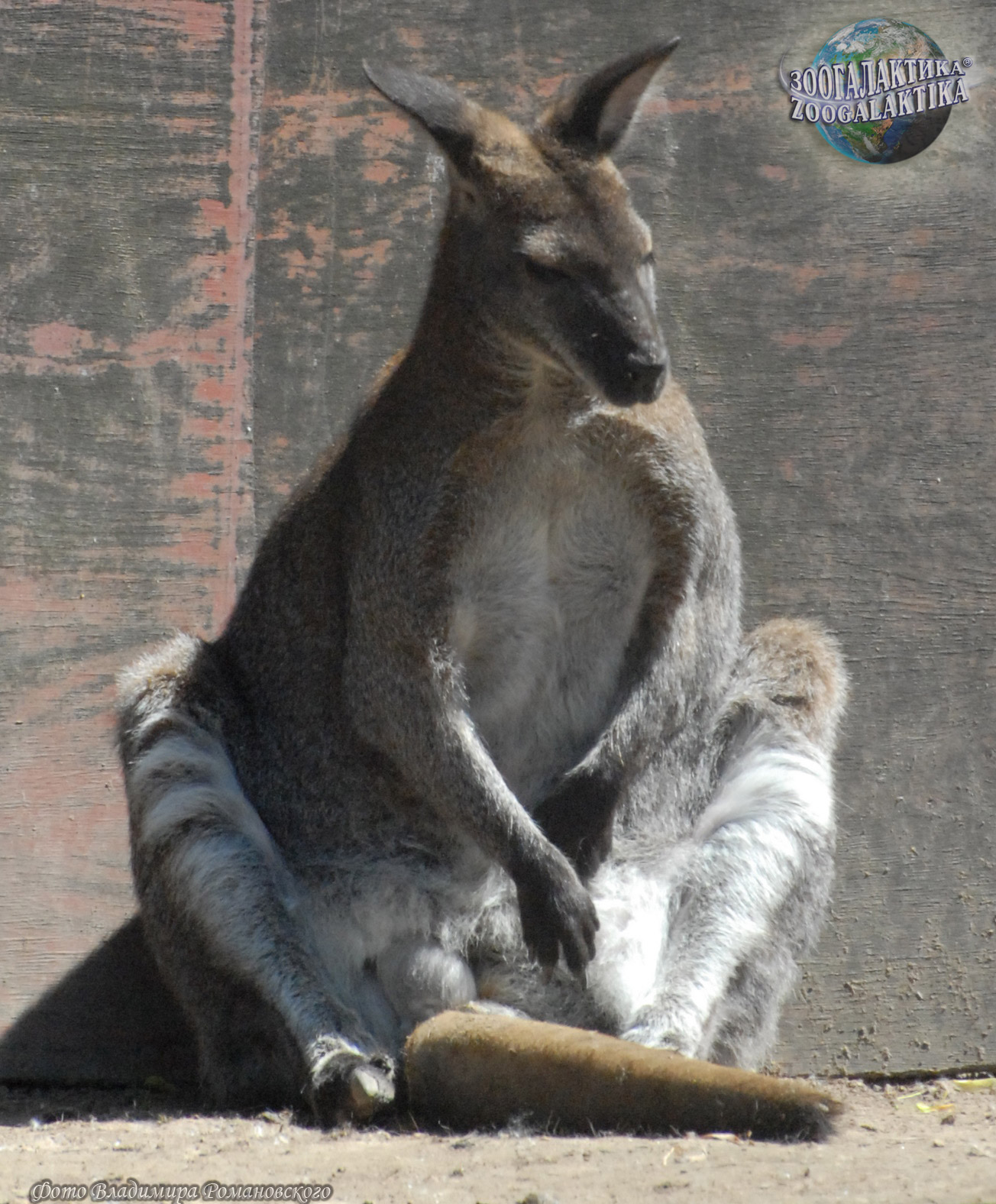 Спаривание кенгуру. Большой серый кенгуру. Серый кенгуру или серое кенгуру. Кенгуру серый или серая. Кенгуру серый толстый.