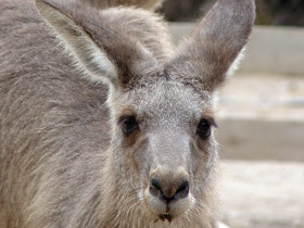 Фото 10 интересных фактов о кенгуру