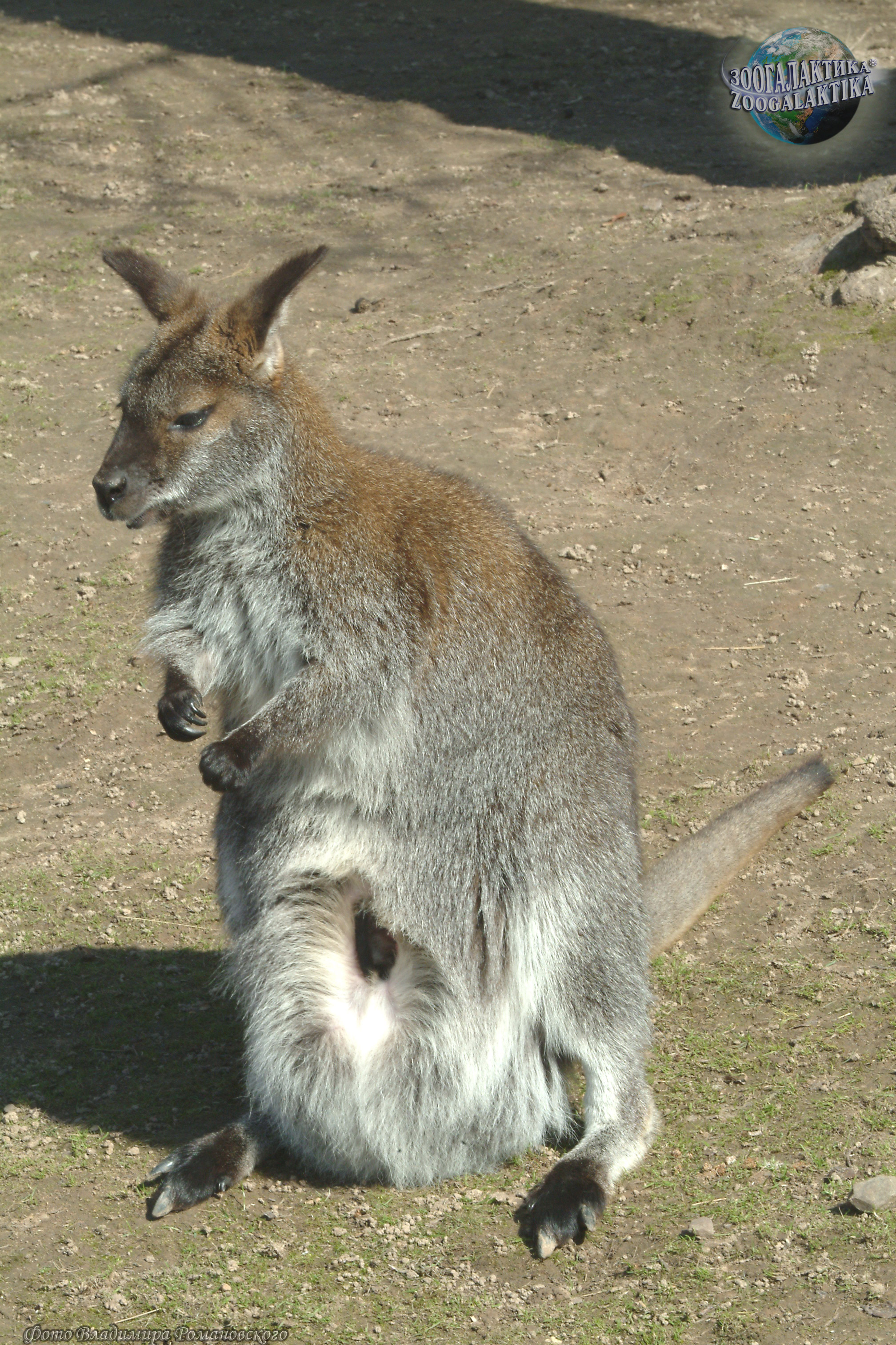 10 интересных фактов о кенгуру - Ребятам о зверятах | Некоммерческий  учебно-познавательный интернет-портал Зоогалактика