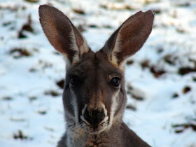 Фото 10 интересных фактов о кенгуру